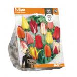 Baltus Tulipa Greigii Mixed tulpen bloembollen per 10 stuks